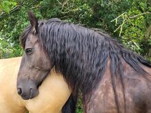 #friesianlove #blackpearl