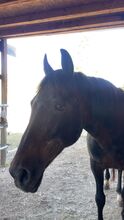 Freizeitpferd - bedingt reitbar