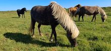 aus Island: windfarbene Stute tragend von W21-Ellert-Sohn