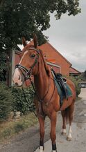 Fuchs-Vollblut-Wallach