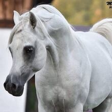 Vollblutaraber Wallach 13 Jahre