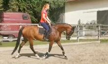 Vollblut stute