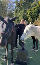 Pferdephysiotherapie/ massage für Pferde