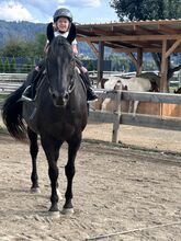 Wallach Quarter/Polo mix