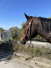 Gentle, curagous Thoroughbred mare 5 years old