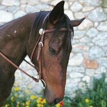 Gentle, curagous Thoroughbred mare 5 years old
