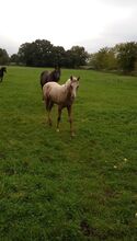 Deutsches Reitpony