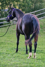 Talentierte, schwarze Quarter Horse Jungstute für Sport und Freizeit