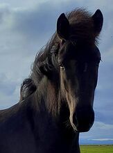 Feinfühlige Jungstute - hoch aufgerichtet, wissbegierig, achtsam