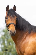 Gitano - Andalusier, Wallach, 14 Jahre, Braun