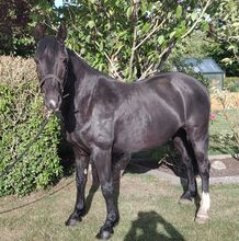 Braves Ponystute,13jahre,150cm.