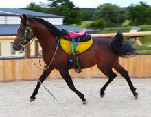 Gekörter Hengst mit super Charakter