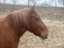 Tolle Kaltblutmixstute