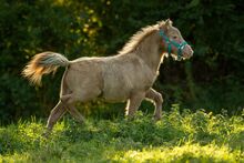 Tolles Elite Classic Champagne Partbred Shetlandpony/ Shetty