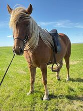 Toller Freizeitpartner für anspruchsvolle Reiter