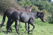 Griechisches Gangpferd