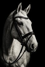 Schimmelstute Warmblut
