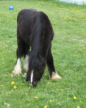 großer Irish Cob Smoky Black