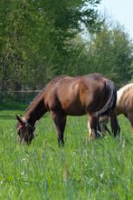 Toller Quarter Horse Hengstjährling mit mega Bewegungen