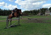 good jumping horse