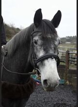 Lovely Irish sports horse