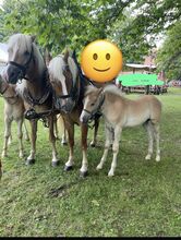 Haflinger Hengstfohlen