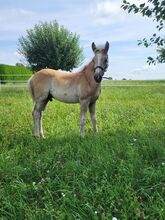 Haflinger fohlen