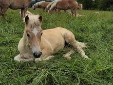 Haflinger Fohlen zu verkaufen