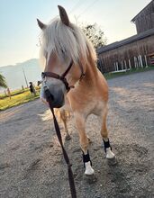 Haflinger Wallach