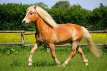 Haflinger Help!