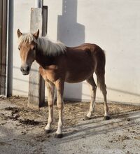 Haflinger Hengstfohlen zu verkaufen