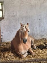 Haflinger Jungstute