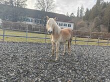 Haflinger Stute 2 jährig im März von NON STOP