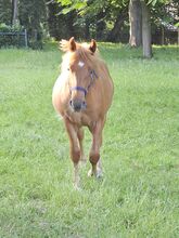 Haflinger Mix