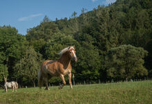 Haflinger Wallach