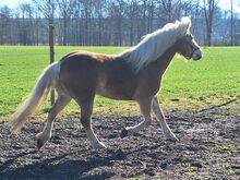 Haflinger Stute