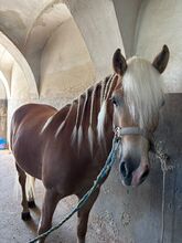 Haflinger Stute Freya