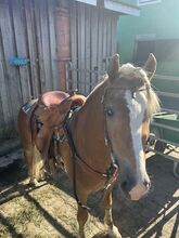 Haflinger Wallach