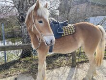 Haflinger Wallach