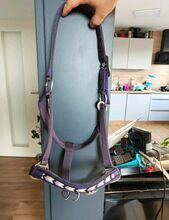 Halfter , Full Krämer  Halfter 