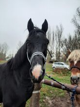 Halfter sucht neuen Pferdekopf