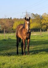 Hancock meets Cowhorse - eine QH Stute, die begeistert