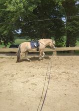 Hannes sucht ein neues passendes Zuhause