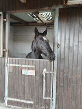 Hannoveraner Stute sucht mitreiter