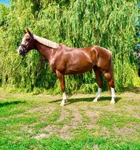 Hanoverian, 4 years old, gelding, chestnut