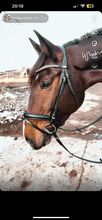 Hans Melzer Trense XFull Hans Melzer  Trense Wiesbaden 