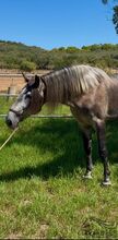 Heartbreaker - PRE Hengst - 2021 - ca. 1.66 m - angeritten