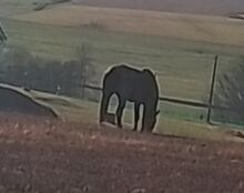 Schweres Warmblut Stute