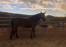 Henry sucht seinen Für-Immer-Platz