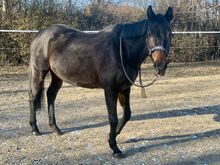 Tierschutzpferd "Banana Split" sucht liebevollen Platz